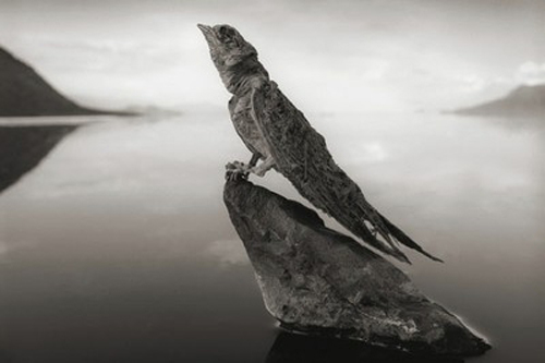 Pájaro