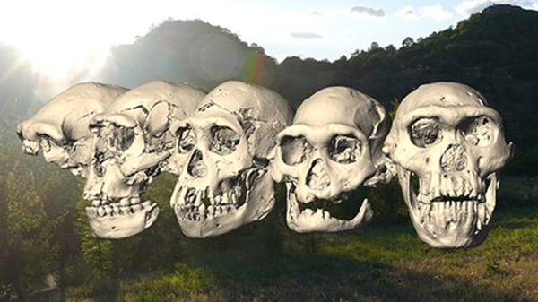 Cráneos de Homo erectus, de unos 2 millones de años de antigüedad