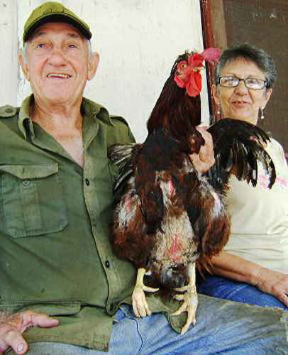Eddy e Isabel, junto a su gallo