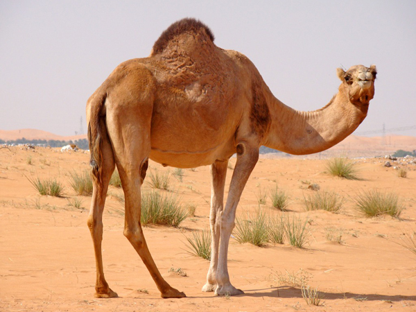 Camellos 