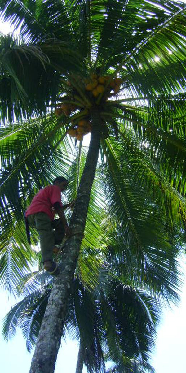 Actividad cocotera