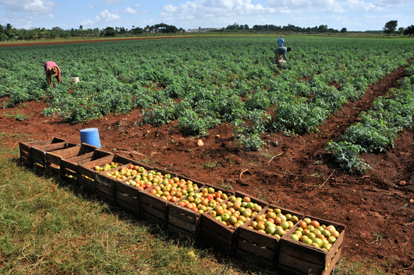 Cosecha de tomate