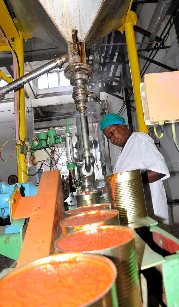 Producción de tomate