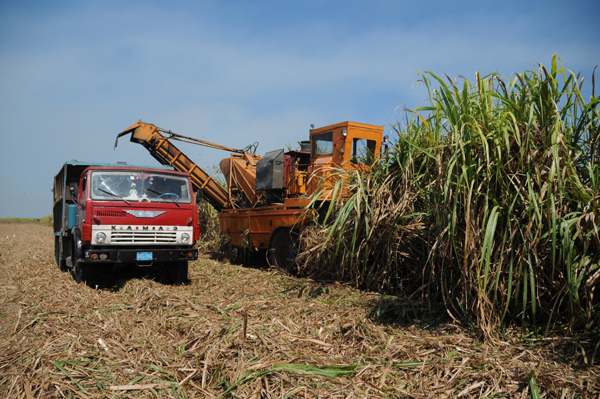 Agricultura cubana