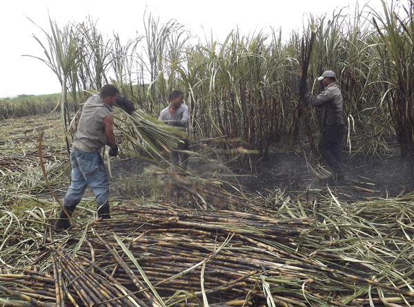 Juntos es mejor cortar la caña