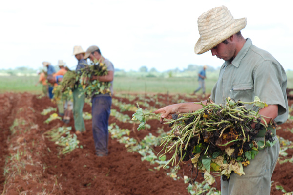 Jóvenes campesinos artemiseños 