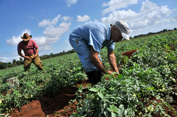 Trabajadores de la agricultura