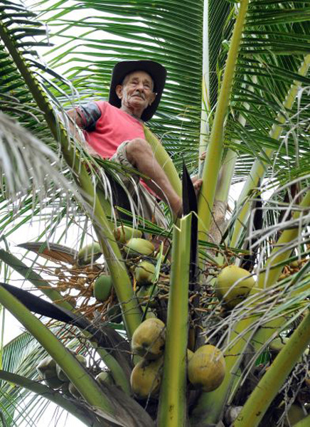 Coco en Baracoa   