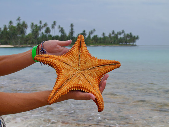 Estrella de mar