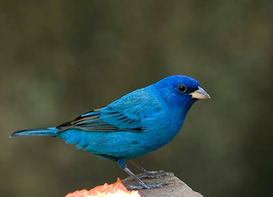 Pájaro azulejo