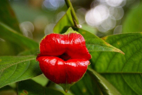 El beso de la Psychotria Elata