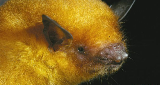 Murciélago dorado boliviano