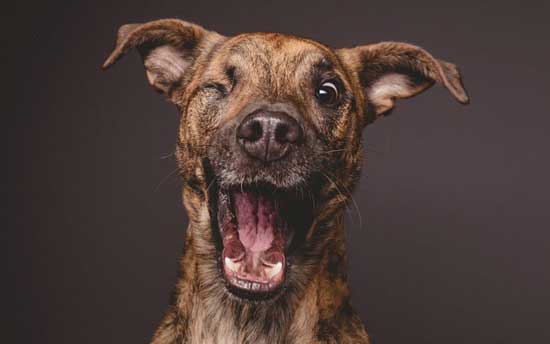 Mascotas de Elke Vogelsang