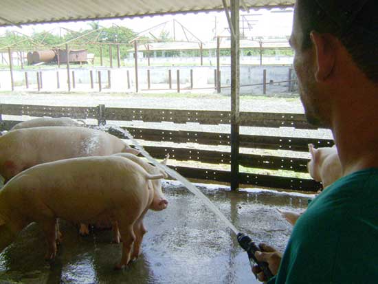 Unidad porcina en Ciego de Ávila