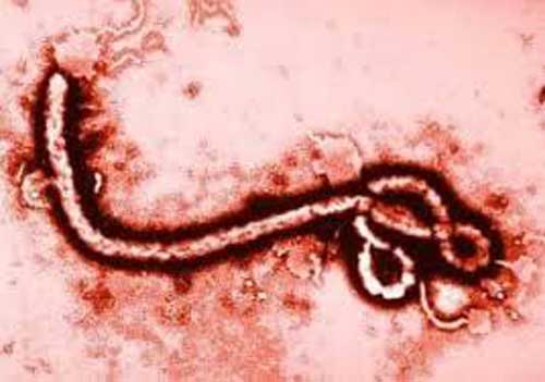 Ébola 