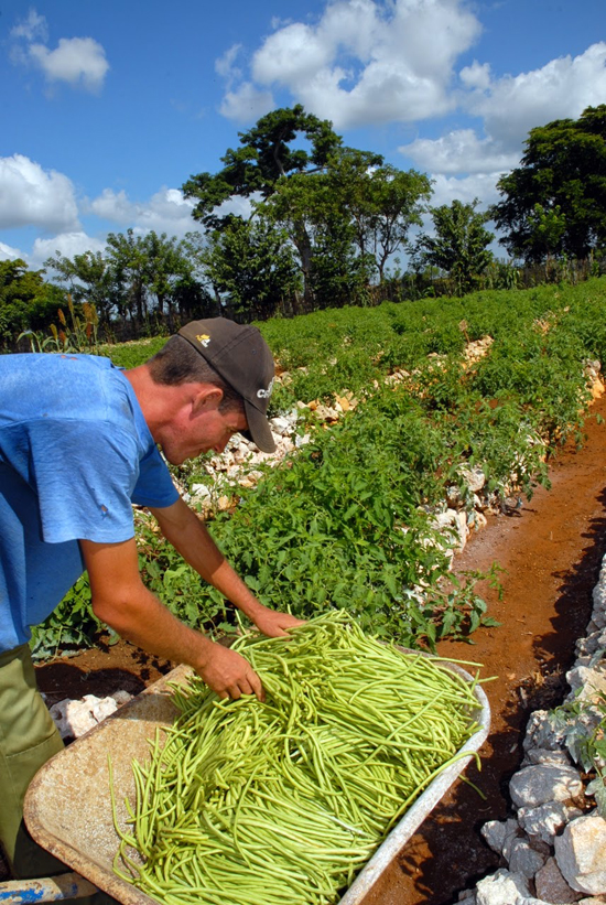 Agricultura urbana