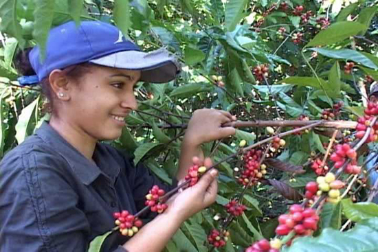 Cosecha de café en Santiago de Cuba