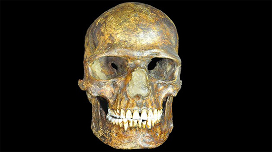 Craneo de un hombre de hace 36 mil años