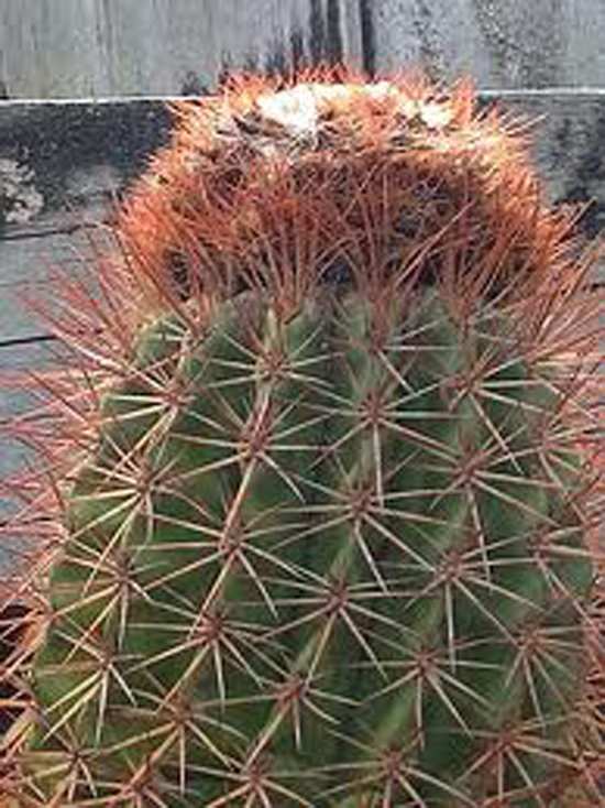 Melocactus guitarti León