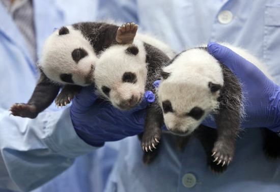 Los trillizos pandas en buenas manos