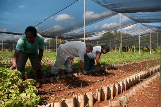 Agricultura urbana 