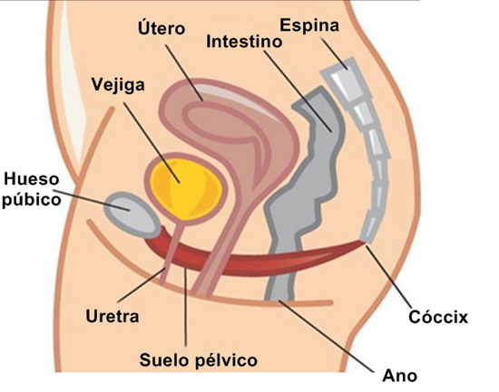 Ejercicios de Kegel