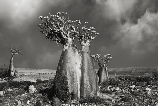 Árboles antiguos fotografiados por Beth Luna