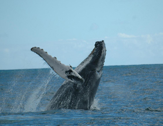 Ballena azul