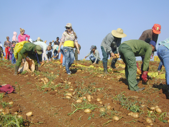 Al campo los jóvenes de Ciego de Ávila