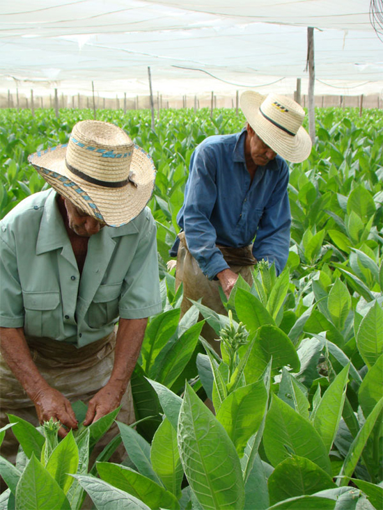 Cultivo de tabaco en Cuba