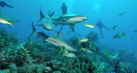 Refuerza Cuba conservación y uso sostenible de tiburones y rayas