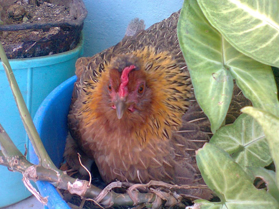 Una gallina de «balcones tomar»