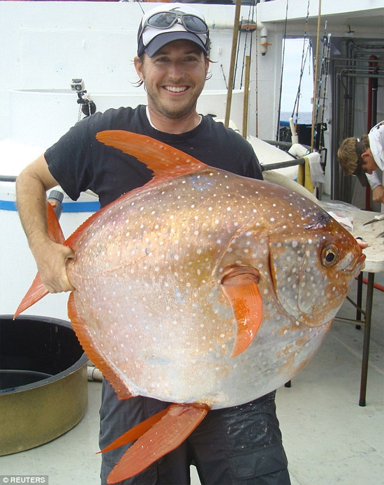 Opah, el pez de sangre caliente