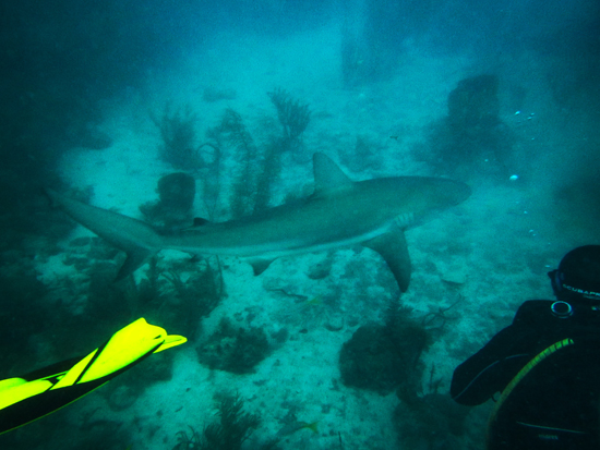 Tiburones de Cuba