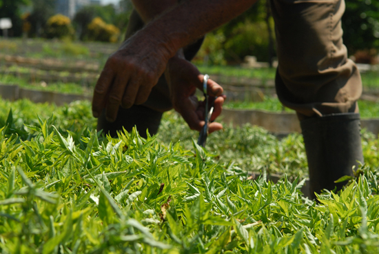 Estimulan producción de plantas medicinales