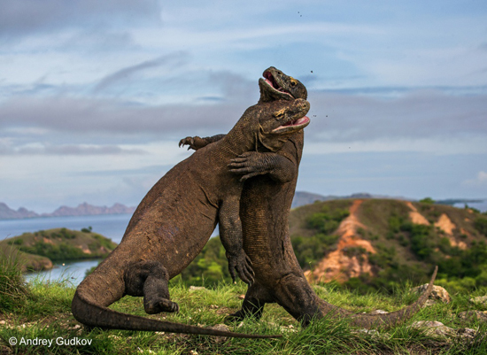 Una espectacular pelea de dos machos de dragón de Komodo