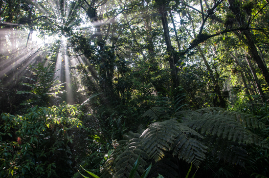 Naturaleza cubana