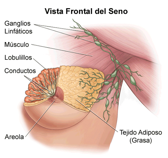 Vista frontal del seno