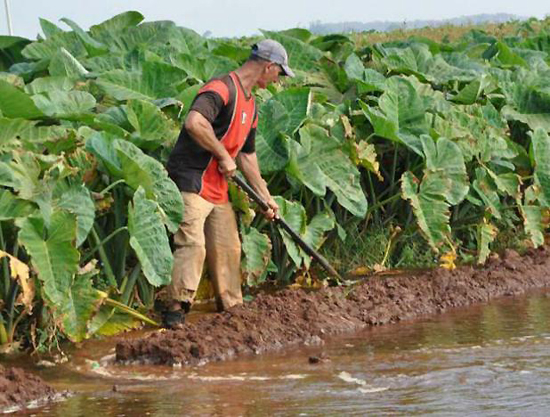 Destaca FAO apoyo de Cuba a cooperación Sur-Sur