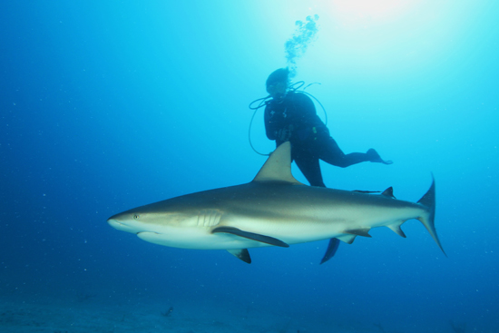 Manejo y protección de tiburones