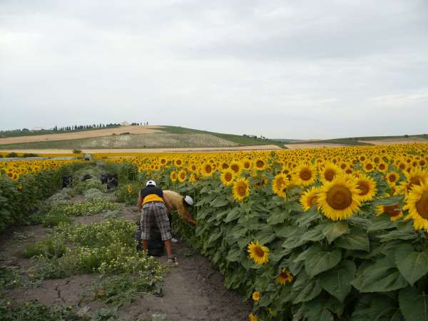 La hoja de girasol