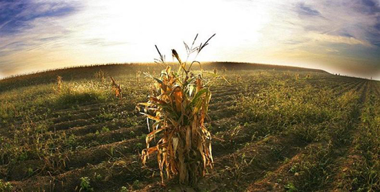 Cambio climático afecta la agricultura