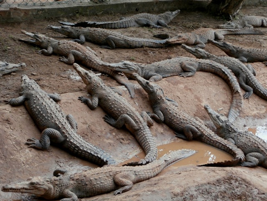 En ocasiones los cocodrilos escapan al medio natural, sobre todo cuando luchan entre ellos.