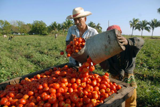 Cosechas como la del tomate pudieran sufrir afectaciones.