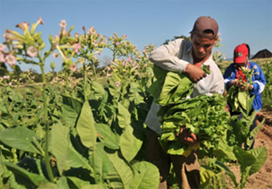 Los jóvenes apoyan tareas decisivas de la producción tabacalera