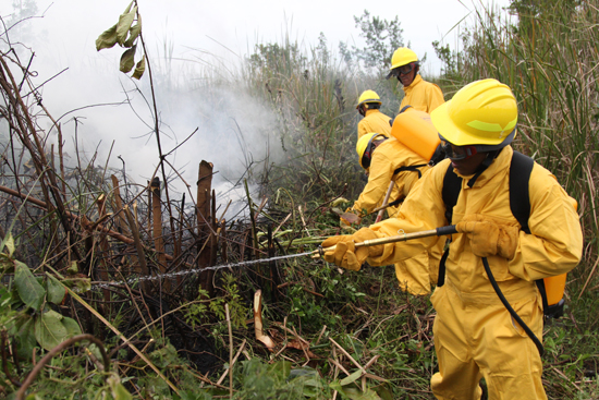 Prevén disminución de incendios forestales