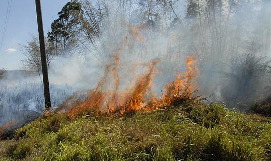 Incendio forestal