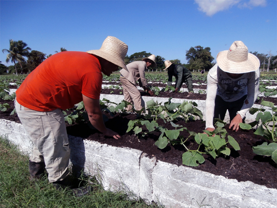 Organopónico Las Lucías