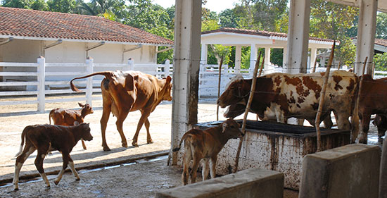 Empresas de producción de carne y leche.