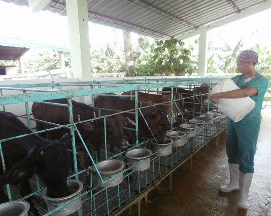 En el centro de recría artificial de terneros, se vela constantemente por la salud y alimentación de los animales